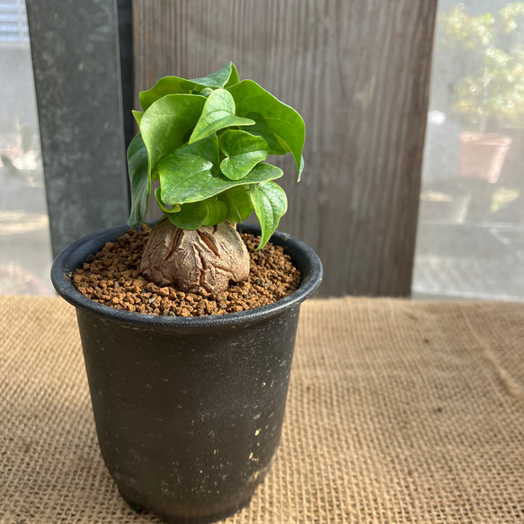 亀甲竜　鉢付き　実生 ディオスコレア 亀甲竜 実生 鉢のまま発送 多肉植物 アルファガーデン