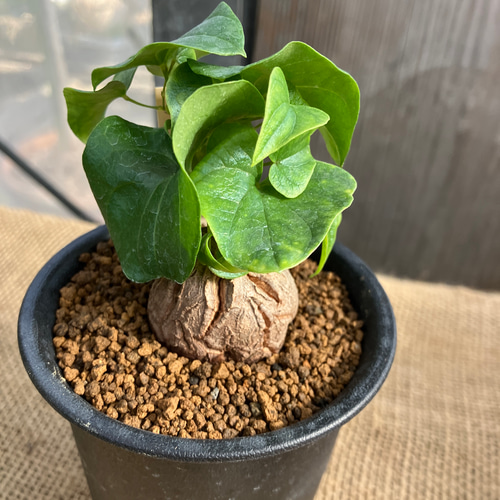 ディオスコレア 亀甲竜 実生 鉢のまま発送 多肉植物 アルファガーデン