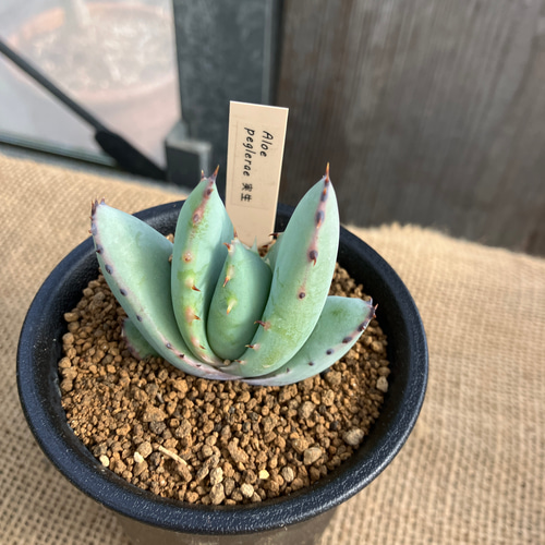 特大株 アロエ ペグレラエ 甘辛