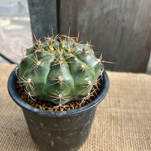 超特大　ギムノカリキウム　リオグラデンセ　希少種　陶器鉢のまま発送　サボテン サボテン：ギムノカリキウム リオグラデンセ*幅15cm 現品！一品