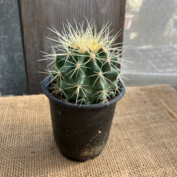 サボテン マミラリア ブカレンシス 鉢のまま発送 多肉植物 アルファ