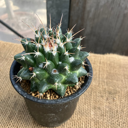 e29a596f4dd6d9fceb5a165c6240d3