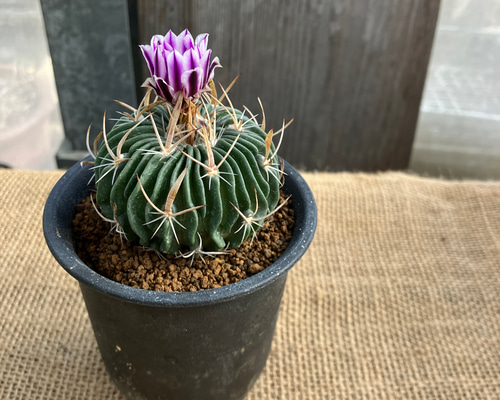 ★専用★カクタス様 a9093383cfef1ad8700cfeaf75743e