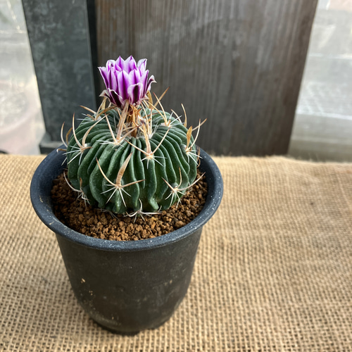 超激レア　アウストロカクタス　FN付き苗色々　４０株セット 超激レア アウストロカクタス FN付き苗色々 40株セット cactusosada_c43