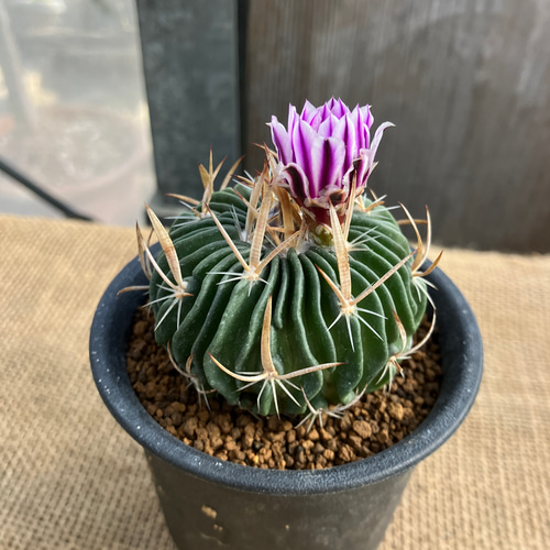 エキノフォスロカクタス 縮玉 ポットのまま発送 多肉植物 アルファ