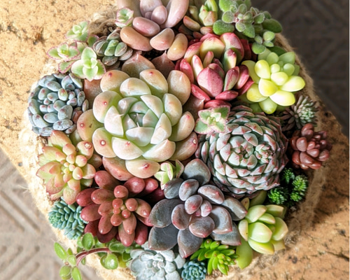 コアママです*＊多肉植物寄せ植え♡スタンド型Book鉢*º.:＊ コアママ様専用です*＊多肉植物寄せ植え♡スタンド型Book鉢*º