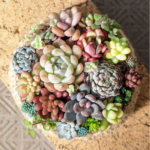 多肉 寄せ植え 鉢ごと発送 カゴ① 多肉植物 mapi 通販 17283729