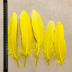 ❤️【GBガチョウ 大 5枚】❤️羽根❤️フェザー❤️鳥の羽根❤️素材❤️羽 11枚目の画像