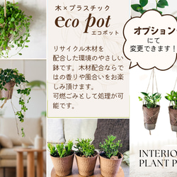 希少　再入荷　カランコエ　フィフィ　ハンギング　ホワイトシェル　 4号　　壁掛け 観葉植物　インテリア 6枚目の画像