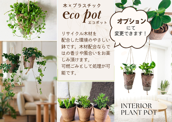 希少　再入荷　カランコエ　フィフィ　ハンギング　ホワイトシェル　 4号　　壁掛け 観葉植物　インテリア 6枚目の画像