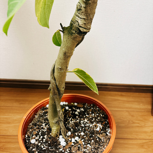 現品］4番 大人気！ フィカス アルテシマ 曲がり 8号 観葉植物