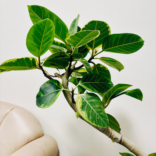 現品］4番 大人気！ フィカス アルテシマ 曲がり 8号 観葉植物