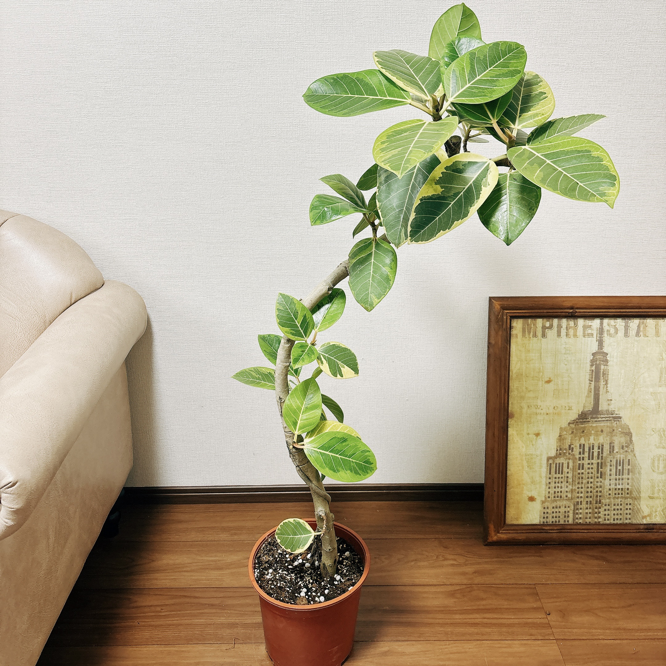 ［現品］13番　フィカス　アルテシマ　曲がり　8号　観葉植物　おしゃれ　ゴムの木 現品］13番 大人気！ フィカスアルテシマ 8号 観葉植物 室内