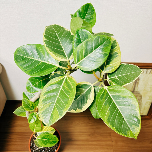 現品　フィカス　ゴムの木　アルテシマ　曲がり　34　インテリアグリーン　観葉植物 ゴムの木 フィカス・アルテシマ グリーンインテリア 観葉植物
