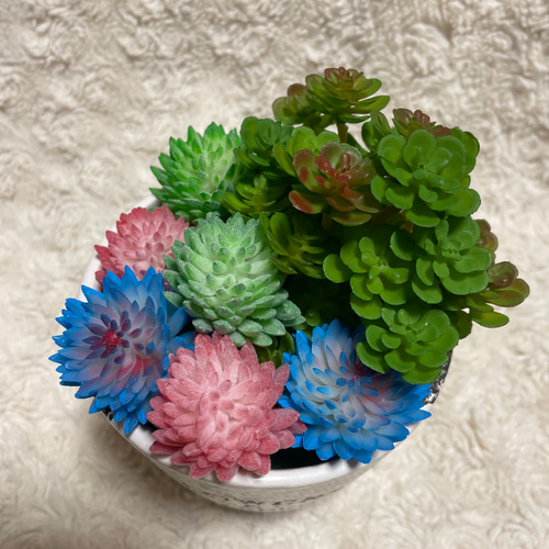 カラフルな花付き多肉植物10個セット 枯れないカラフルな多肉植物寄せ植え その他インテリア雑貨 さな 通販
