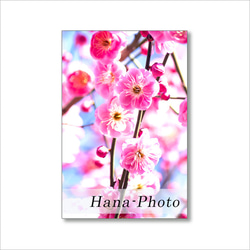 1622) 美しく咲き誇る紅梅　 　　 ポストカード5枚組　 1枚目の画像