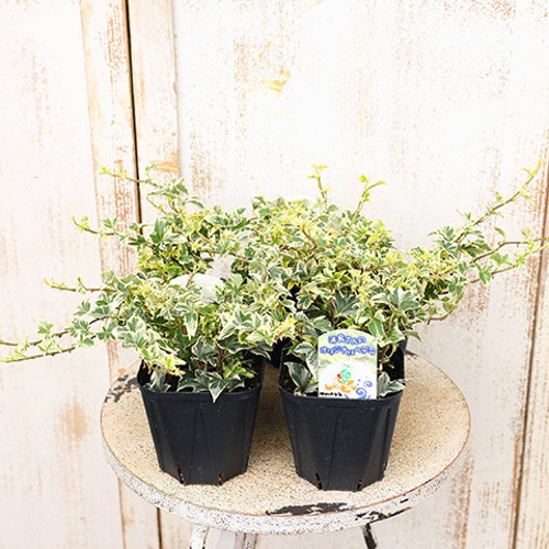 ⭐️専用⭐️観葉植物 斑入りオカメヅタ 新芽カット苗 5本 挿し穂