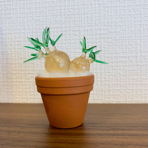 パキポディウム　グラキリス　まん丸型　鉢付き　塊根植物 現地球・発根済】パキポディウム グラキリス 鉢付き 塊根植物