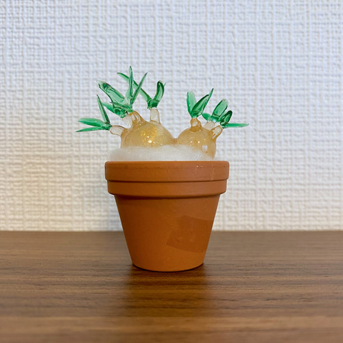 まんまる塊根植物】双頭パキポディウム グラキリス その他置物