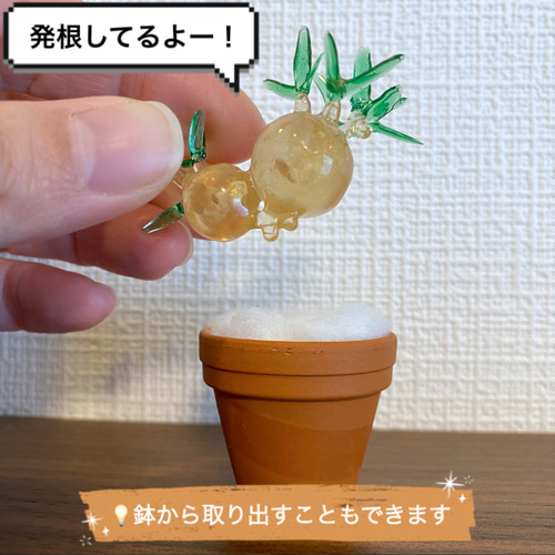 田中元将平鉢付き 2頭 双頭 パキポディウムグラキリス 現地球 発根済 作家鉢 まんまる塊根植物】双頭パキポディウム グラキリス その他置物
