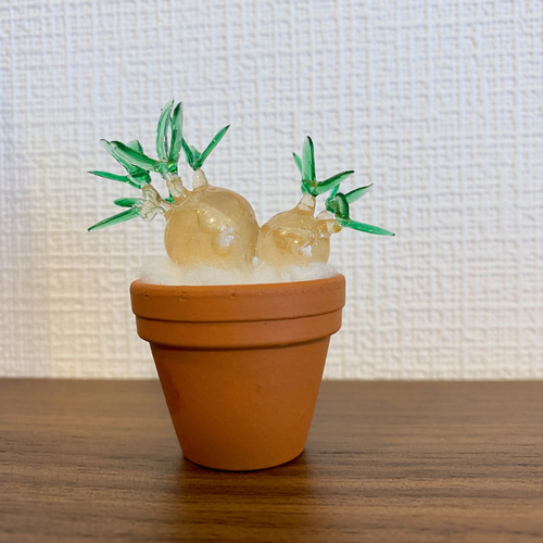 パキポディウム　グラキリス　まん丸型　鉢付き　塊根植物 パキポディウム専門店（稲穂園芸店） | 【グラキリス剪定