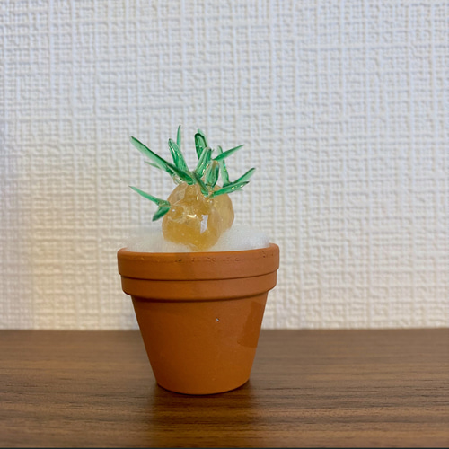 パキポディウム　グラキリス　まん丸型　鉢付き　塊根植物 パキポディウム専門店（稲穂園芸店） | 【グラキリス剪定