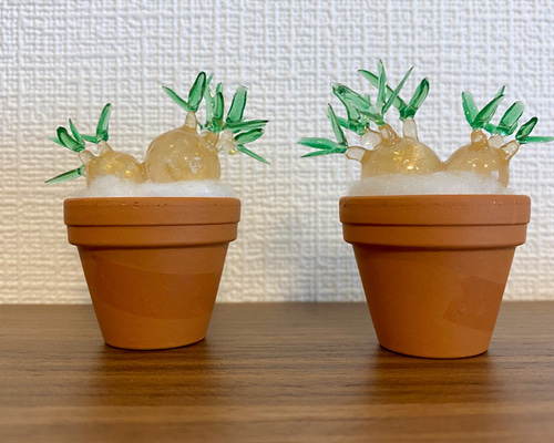 まんまる塊根植物】双頭パキポディウム グラキリス その他置物