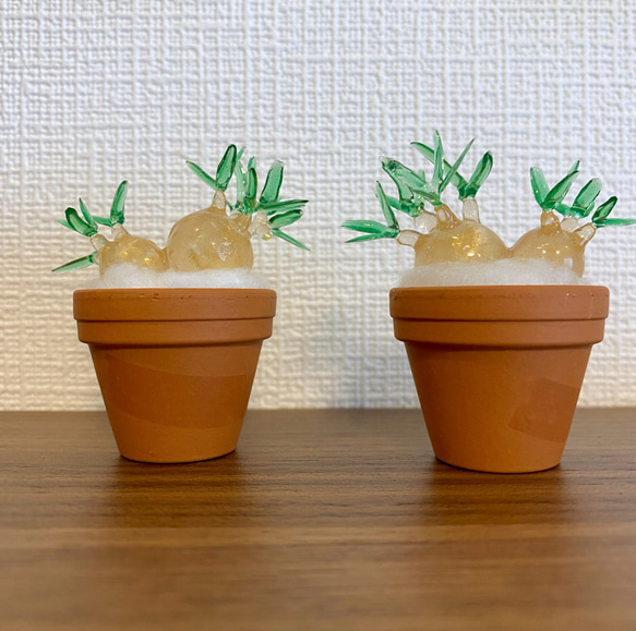 25/5/30出品 まんまるパキポディウムグラキリス(現地球) sou(鉢込み) 25/5/30出品 まんまるパキポディウムグラキリス(現地球) sou(鉢込み)