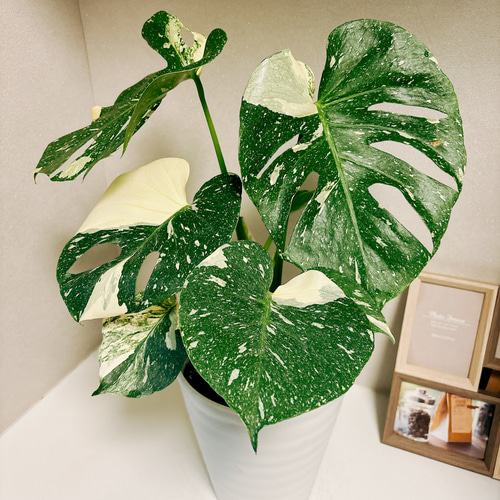 現品］【希少】モンステラ デリシオーサ 斑入り 7号 観葉植物