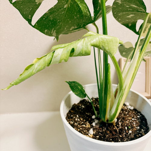 現品］【希少】モンステラ デリシオーサ 斑入り 7号 観葉植物