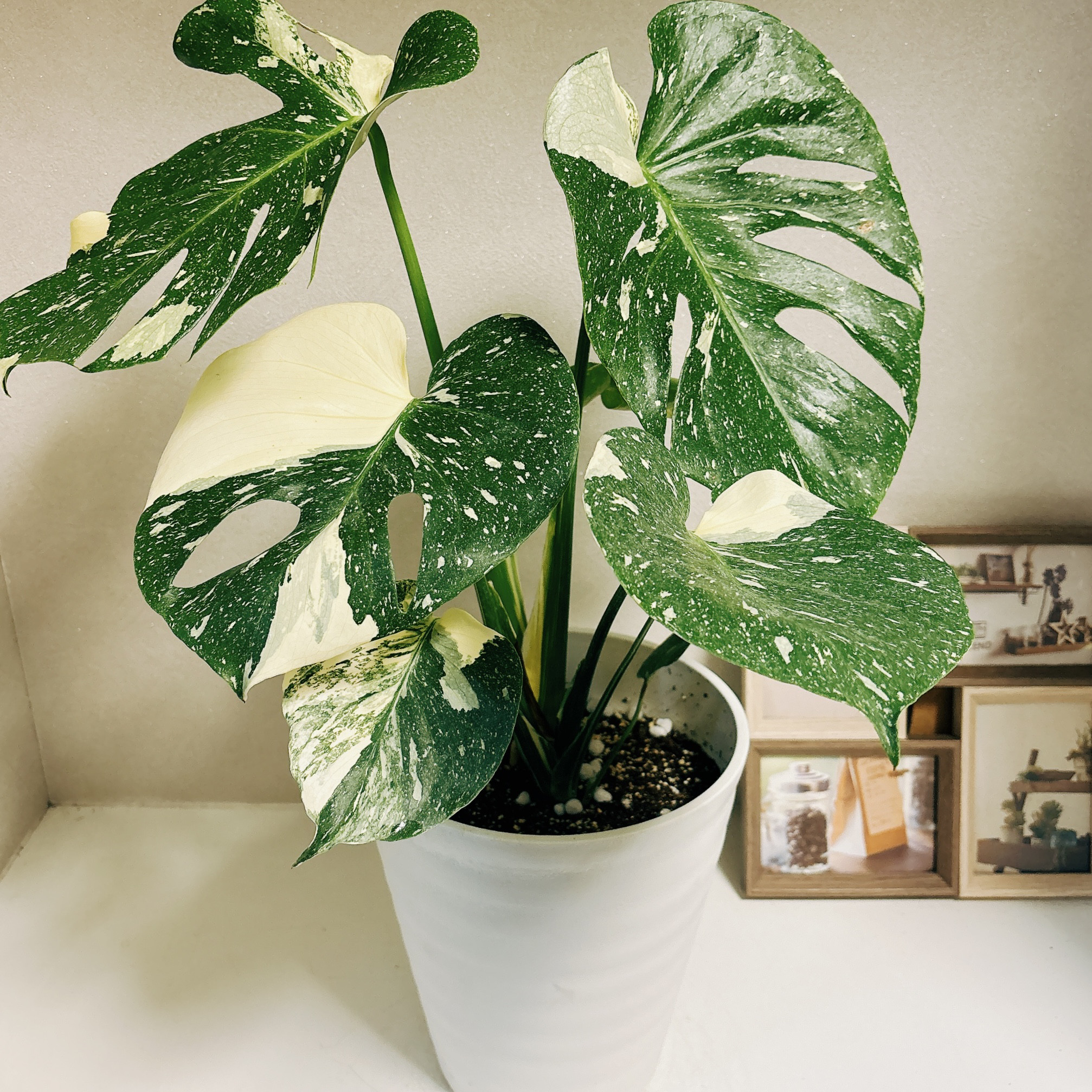 現品］【希少】モンステラ デリシオーサ 斑入り 7号 観葉植物