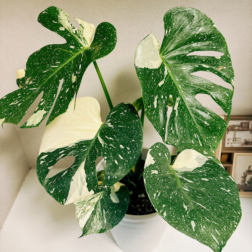 現品］【希少】モンステラ デリシオーサ 斑入り 7号 観葉植物