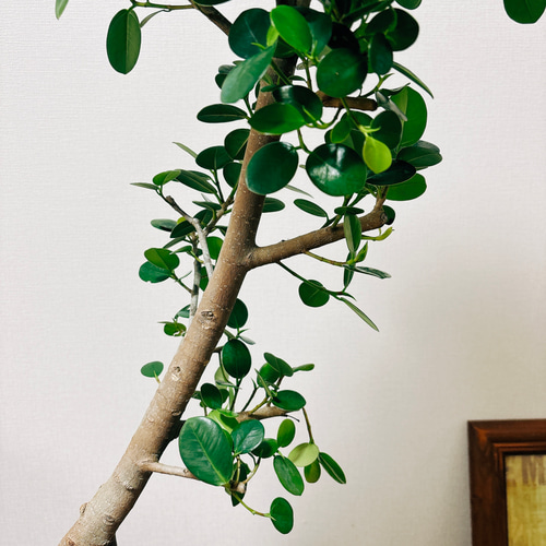 現品］【希少】パンダガジュマル 曲がり 8号 観葉植物 大型 室内