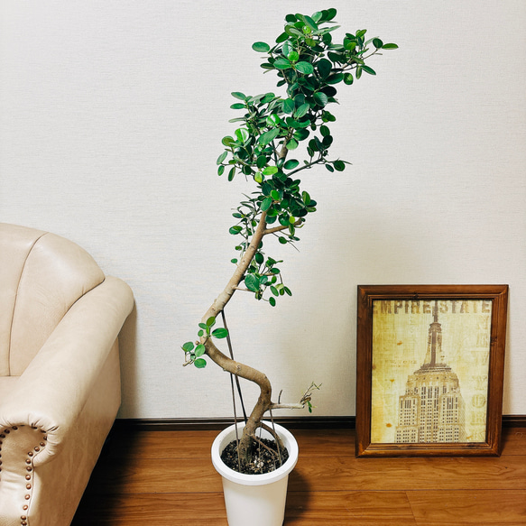 現品］【希少】パンダガジュマル 曲がり 8号 観葉植物 大型 室内