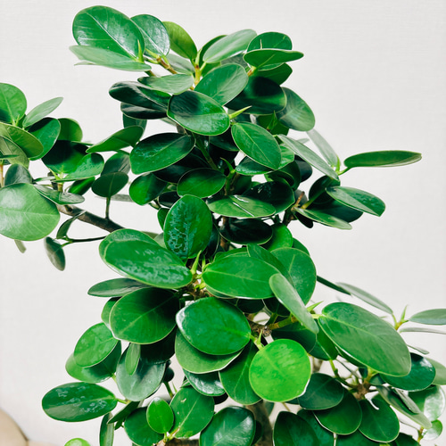 現品］【希少】パンダガジュマル 曲がり 8号 観葉植物 大型 室内