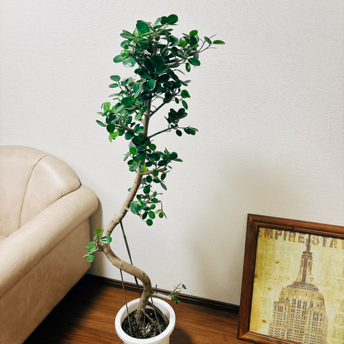 現品］【希少】パンダガジュマル 曲がり 8号 観葉植物 大型 室内