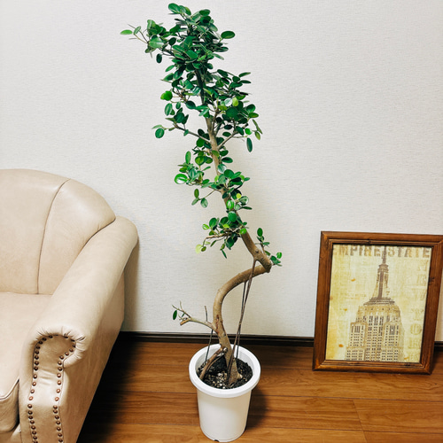 現品］【希少】パンダガジュマル 曲がり 8号 観葉植物 大型 室内