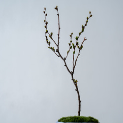 ＊開花間近＊ 桃色ユキヤナギ｜淡藤のうつわ 9枚目の画像