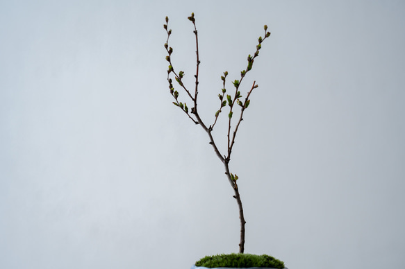 ＊開花間近＊ 桃色ユキヤナギ｜淡藤のうつわ 9枚目の画像