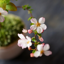 ＊開花間近＊ 桃色ユキヤナギ｜淡藤のうつわ 1枚目の画像