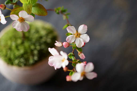 ＊開花間近＊ 桃色ユキヤナギ｜淡藤のうつわ 1枚目の画像