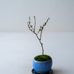 ＊開花間近＊ 桃色ユキヤナギ｜淡藤のうつわ 5枚目の画像