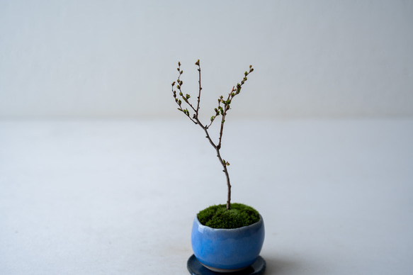 ＊開花間近＊ 桃色ユキヤナギ｜淡藤のうつわ 5枚目の画像