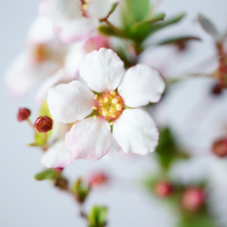 ＊開花間近＊ 桃色ユキヤナギ｜淡藤のうつわ 7枚目の画像