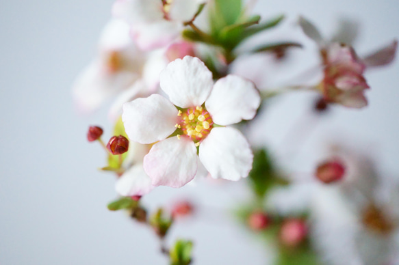 ＊開花間近＊ 桃色ユキヤナギ｜淡藤のうつわ 7枚目の画像