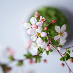 ＊開花間近＊ 桃色ユキヤナギ｜淡藤のうつわ 6枚目の画像