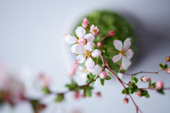 ＊開花間近＊ 桃色ユキヤナギ｜淡藤のうつわ 6枚目の画像