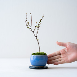 ＊開花間近＊ 桃色ユキヤナギ｜淡藤のうつわ 3枚目の画像