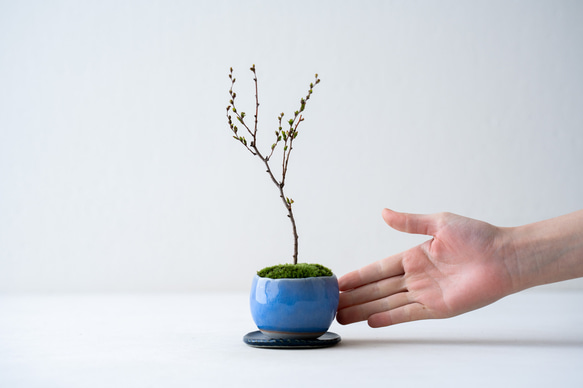 ＊開花間近＊ 桃色ユキヤナギ｜淡藤のうつわ 3枚目の画像