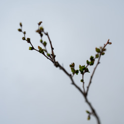 ＊開花間近＊ 桃色ユキヤナギ｜淡藤のうつわ 8枚目の画像